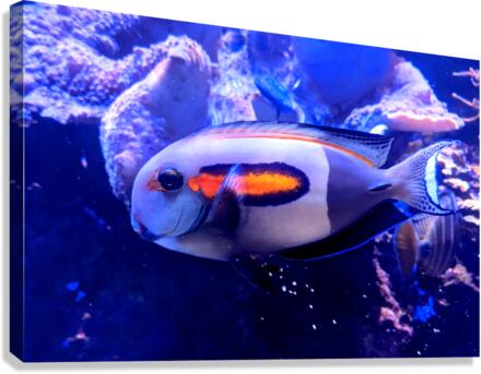 WhiteFish Canvas Print