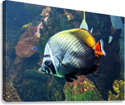 WhiteBlackFish Canvas Print