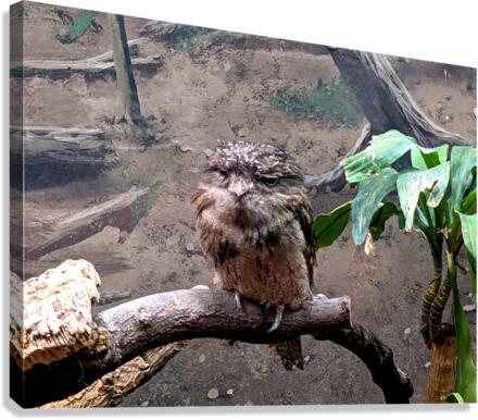BirdOwl Canvas Print