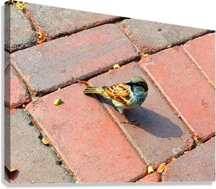 Bird Canvas Print