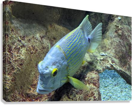 BlueYellowFish Canvas Print