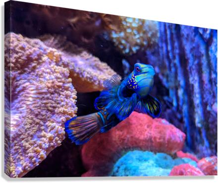 BlueFish Canvas Print