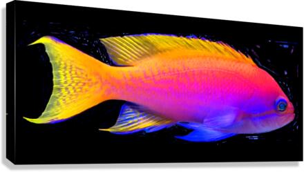 ColorfulFish2 Canvas Print