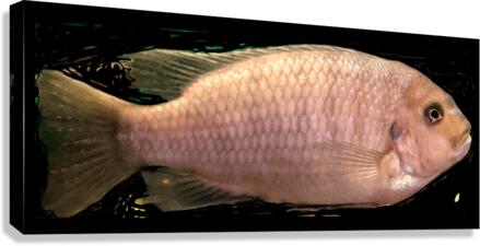 CreamPeachFish Canvas Print