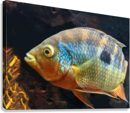 ColorfulFish Canvas Print