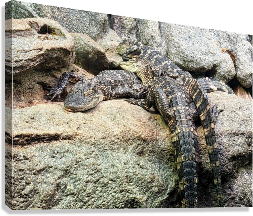 Crocodiles Canvas Print
