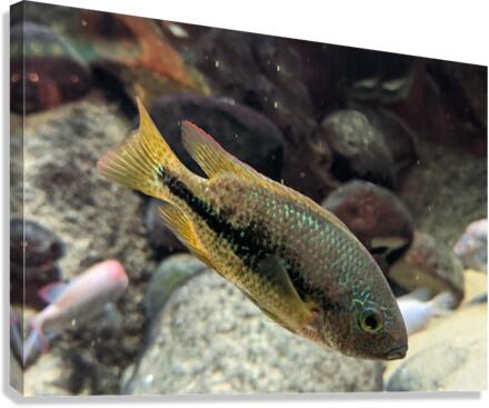 GreenOrangeFish Canvas Print