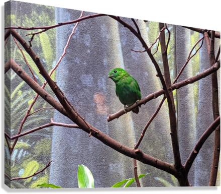 GreenBird Canvas Print