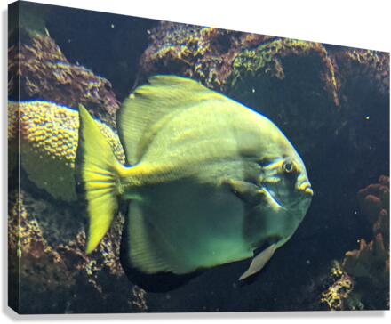 Fish Canvas Print