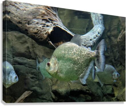 GlitterGreenFish Canvas Print