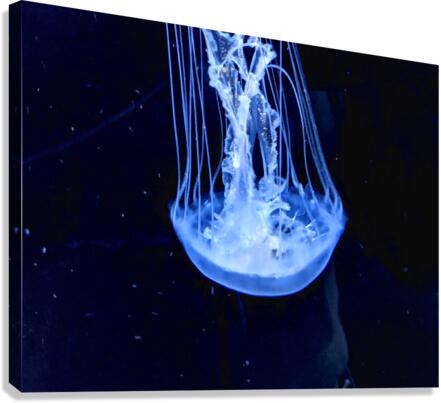 JellyFish Canvas Print