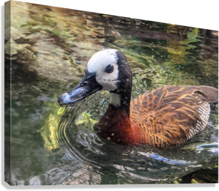 Duck Canvas Print
