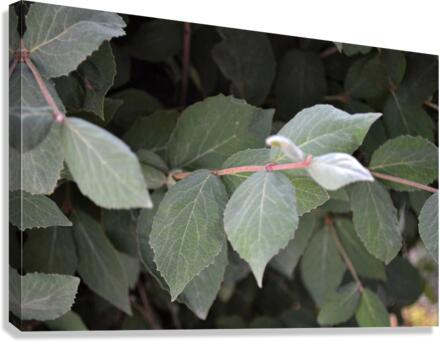 GreenLeaves3 Canvas Print