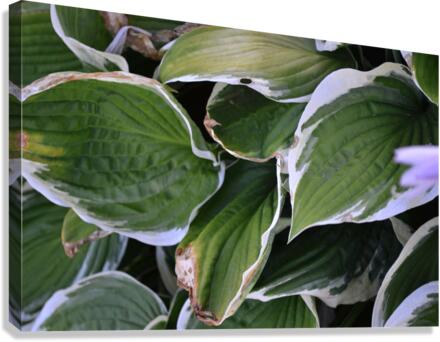 GreenLeaves2 Canvas Print