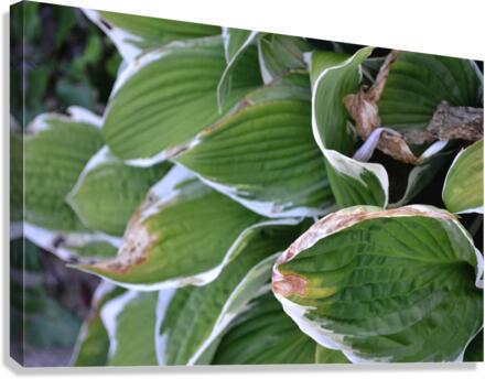 GreenLeaves Canvas Print