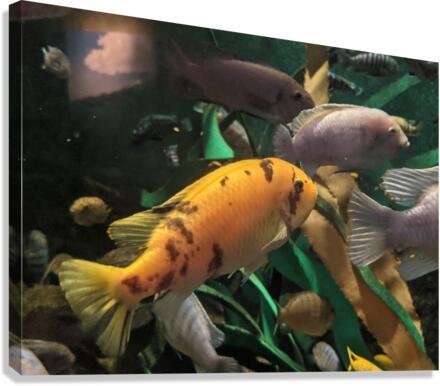 OrangeFish Canvas Print