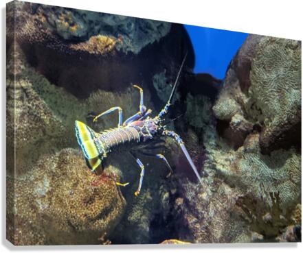 Lobster Canvas Print