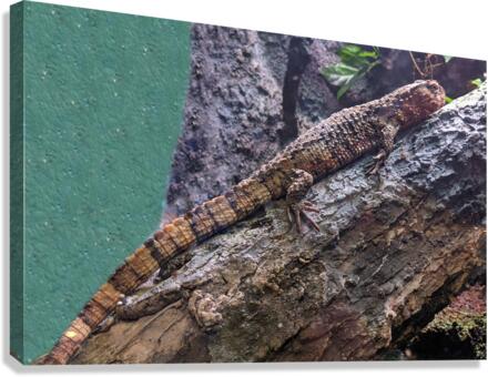Lizard Canvas Print