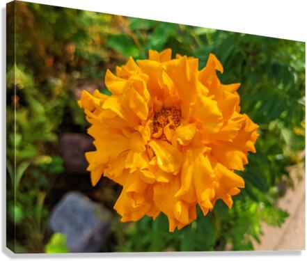 OrangeFlower Canvas Print