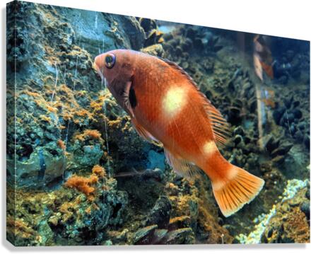 OrangeFishScene Canvas Print