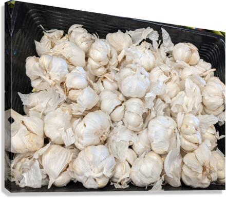 Garlic Canvas Print