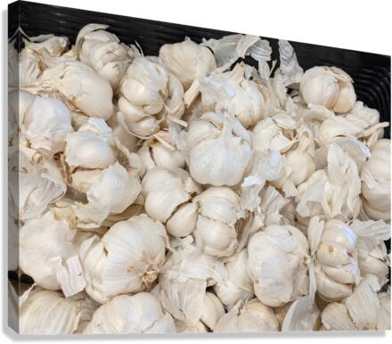 Garlic Canvas Print