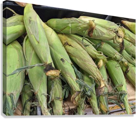 Corn Canvas Print