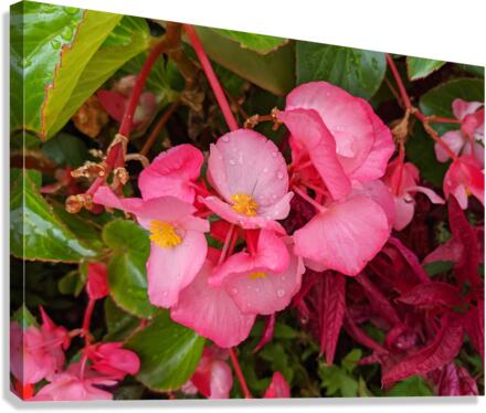 PinkFlowers Canvas Print