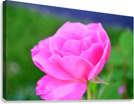 PinkFlower Canvas Print