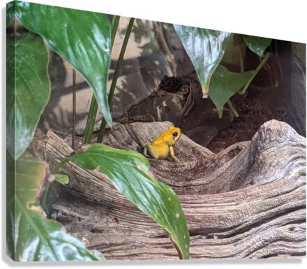 Toad Canvas Print