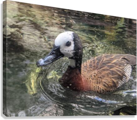 Duck Canvas Print