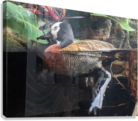 Duck Canvas Print