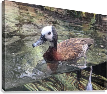 Duck Canvas Print