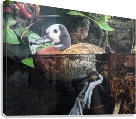 Duck Canvas Print