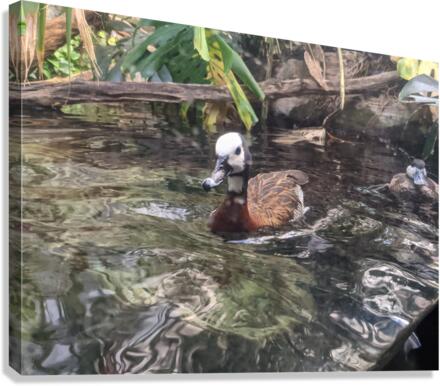 Duck Canvas Print