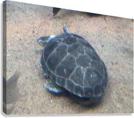 Turtle Canvas Print