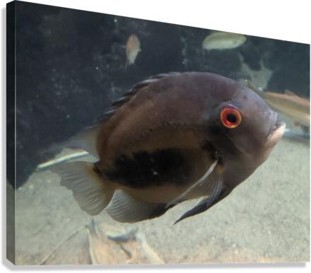 Black Fish Canvas Print