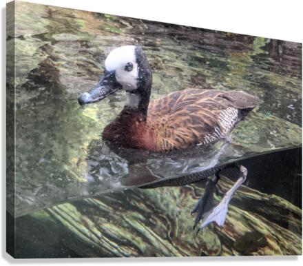 Duck Canvas Print