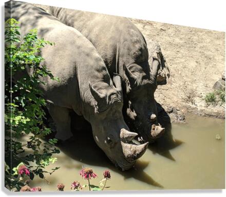 Rhino Canvas Print