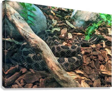 Snake Canvas Print