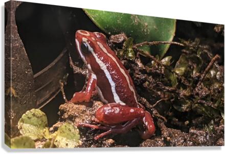 Red Frog Canvas Print