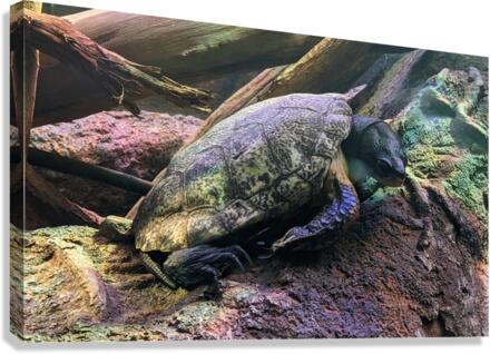 Turtle Canvas Print