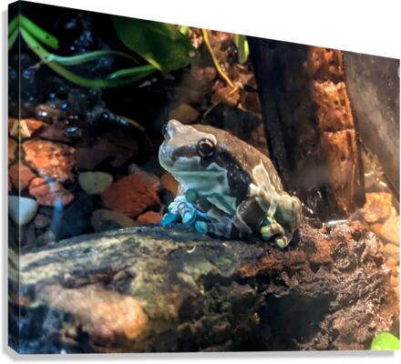 Toad Canvas Print