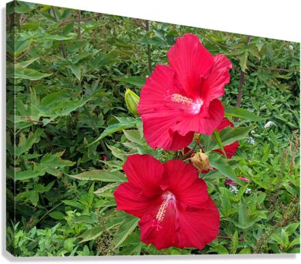 Red Flowers Canvas Print