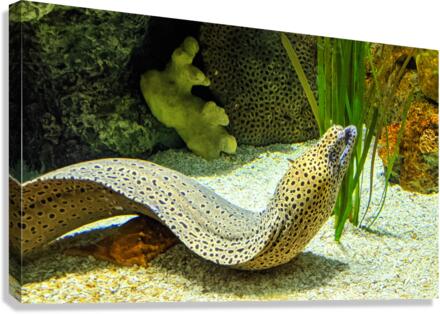 Yellow Eel Canvas Print