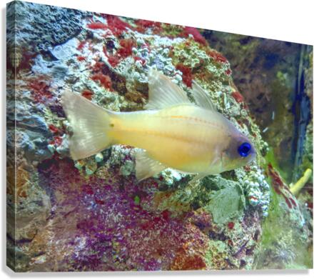 YellowFishCharacter Canvas Print