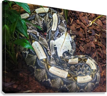White Snake Canvas Print