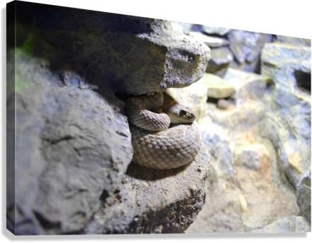 Snake Canvas Print
