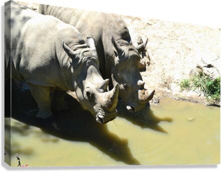Rhinos Canvas Print