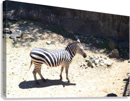 Zebra2 Canvas Print